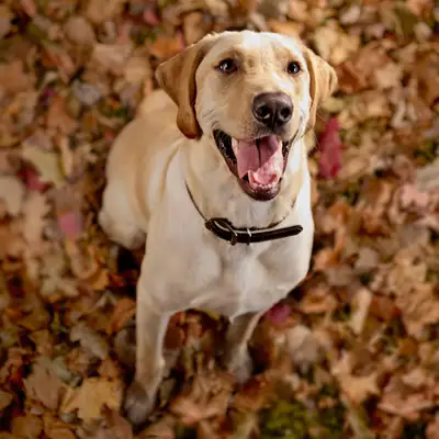 Chewy ChatGPT ad: Nexgard Chewables