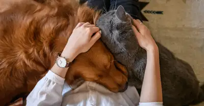 BestMoney ChatGPT ad: Best Pet Insurance 2026